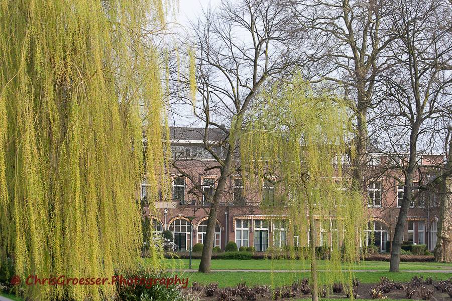 Wilgen bij parktheater